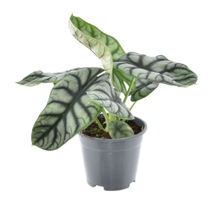 Alocasia Nebula Silver - 30cm