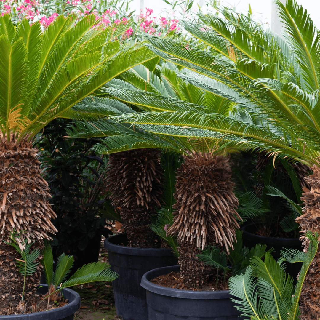 Cycas Revoluta - 180cm