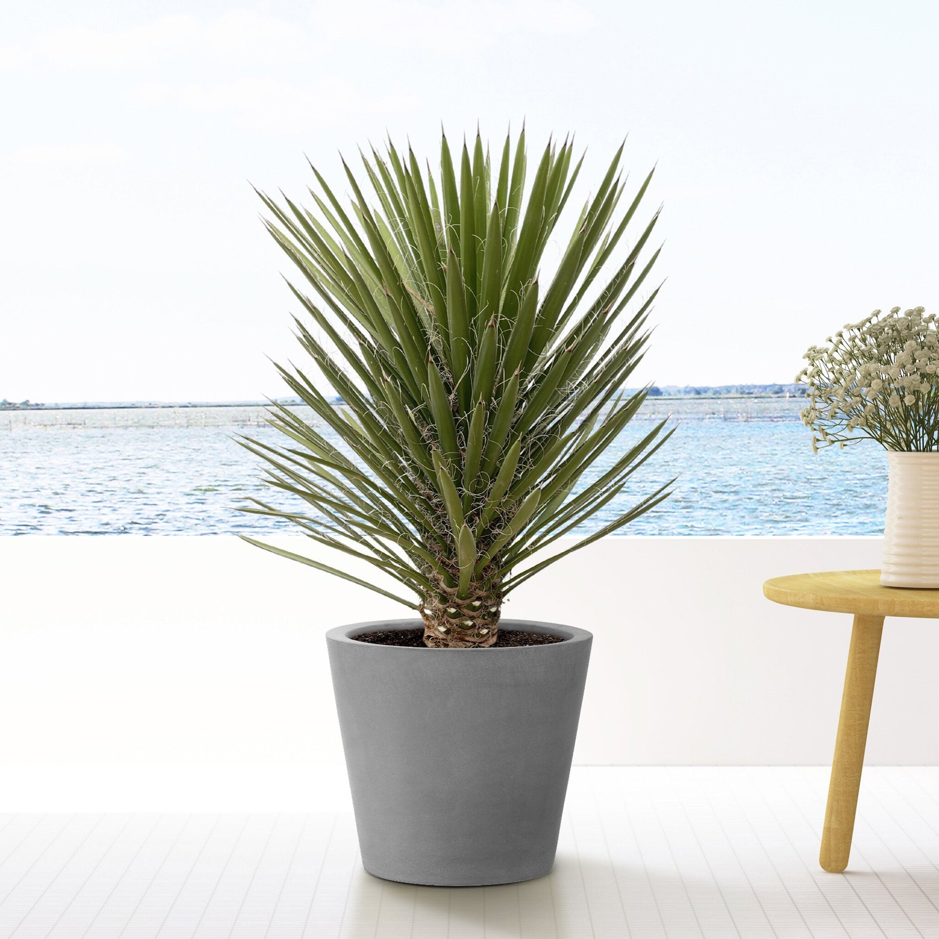 Sabías Qué? Los Bosques De Palma China Yucca Filifera Se Llaman Izotales Y Que Es Sabías Qué? Los Bosques De Palma China Yucca Filifera Se Llaman Izotales Y Que Es