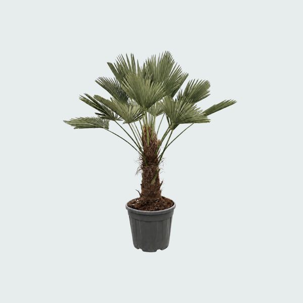 Trachycarpus Wagnerianus - 130cm kopen bij Green Bubble