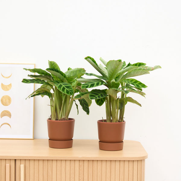 2 x Calathea Zebrina - 35 cm