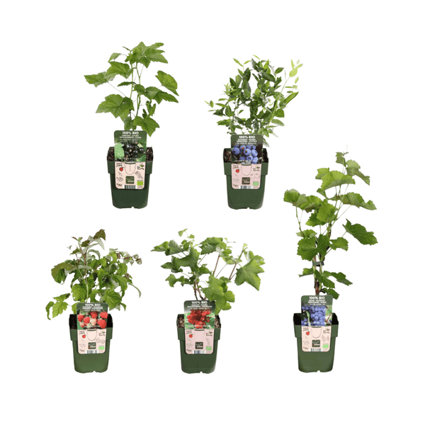 Combi deal - Fruit oasis (5x organic fruit plants mix) - 25cm