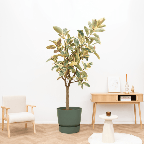 Ficus Tineke boom - 200 cm