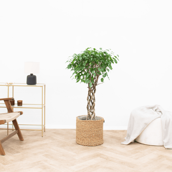 Ficus Benjamina gevlochten cilinder - 140 cm kopen bij Green Bubble