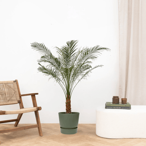 Phoenix Roebelenii op stam - 160cm
