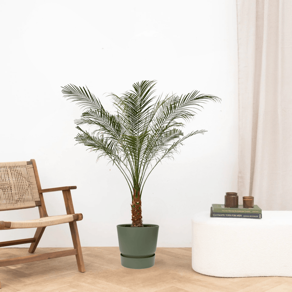 Verrijk je huis met deze 12 prachtige KAMERPALMEN 7 Phoenix Roebelenii palm op stam - 160cm