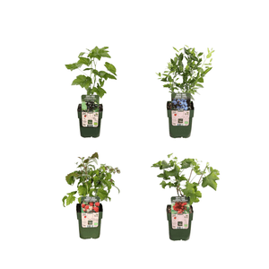 Combi deal - Vruchtenparadijs (4x bio fruitplanten mix) - 25cm