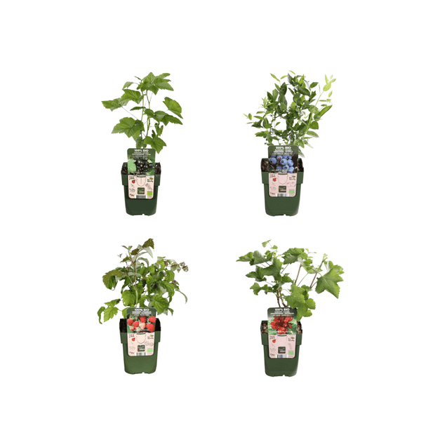 Combi deal - Fruit paradise (4x organic fruit plants mix) - 25cm