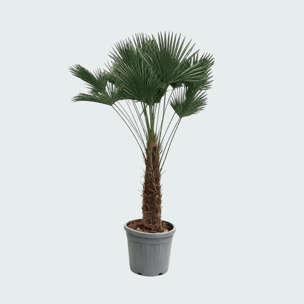 Trachycarpus Wagnerianus - 180cm kopen bij Green Bubble