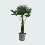 Product afbeelding 1