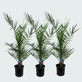 Product afbeelding 3