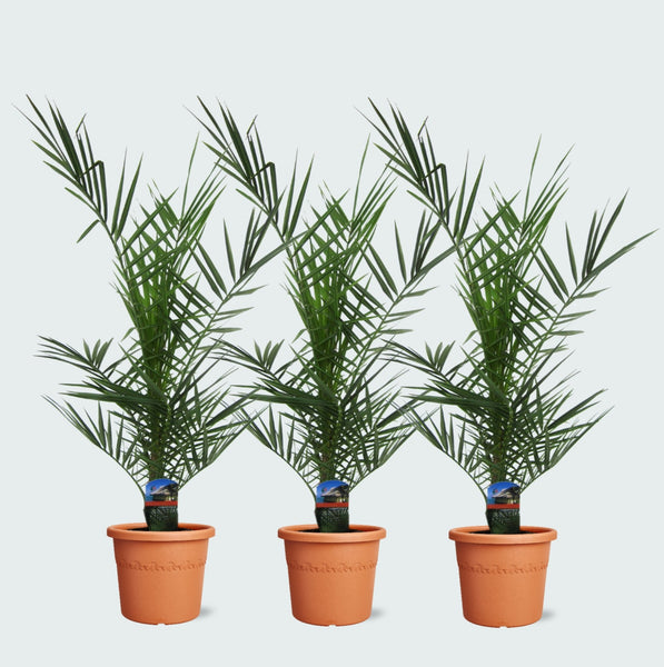 Combideal - 3x Phoenix Canariensis - 80cm