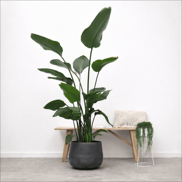 Strelitzia Nicolai - 170cm kopen bij Green Bubble