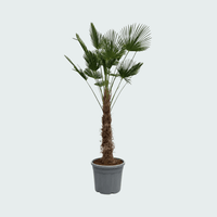 Trachycarpus Wagnerianus - 200cm