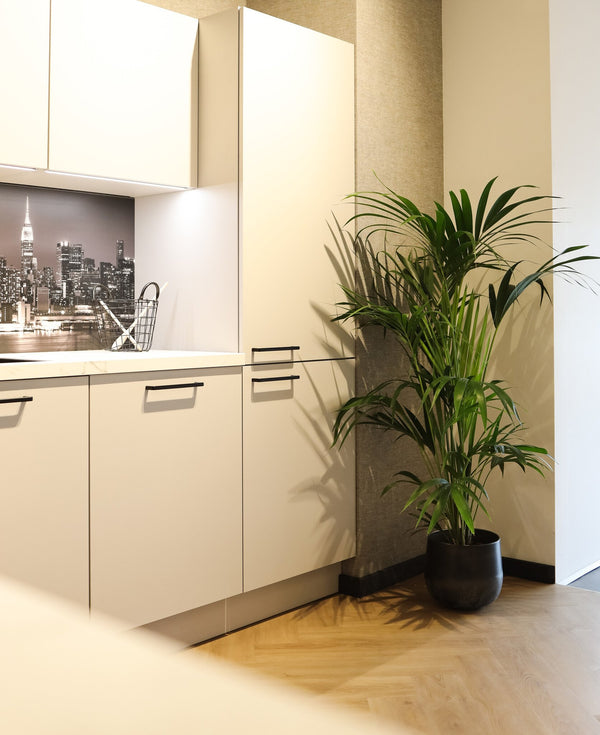Kentia palm - 150 cm kopen bij Green Bubble