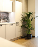 Kentia palm - 150 cm