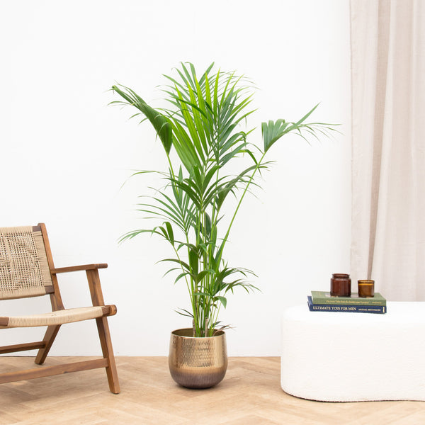 Kentia palm - 150 cm kopen bij Green Bubble