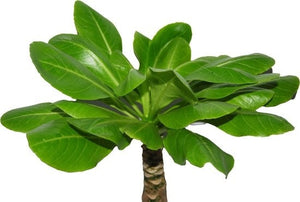 Brighamia insignis 'Hawaii Palm' - 40cm  incl mand Scott