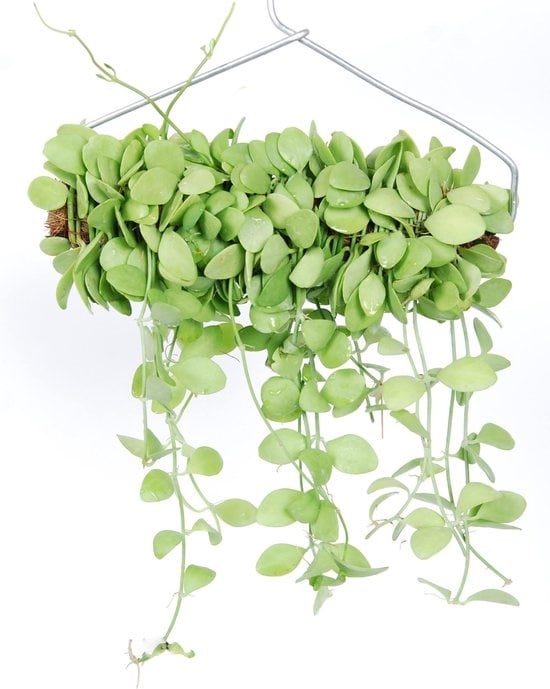 dischidia hanging plants Trendy hangingplant | Dischidia Geri