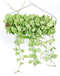 Plante suspendue Dischidia Geri
