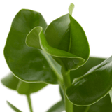 Product afbeelding 2