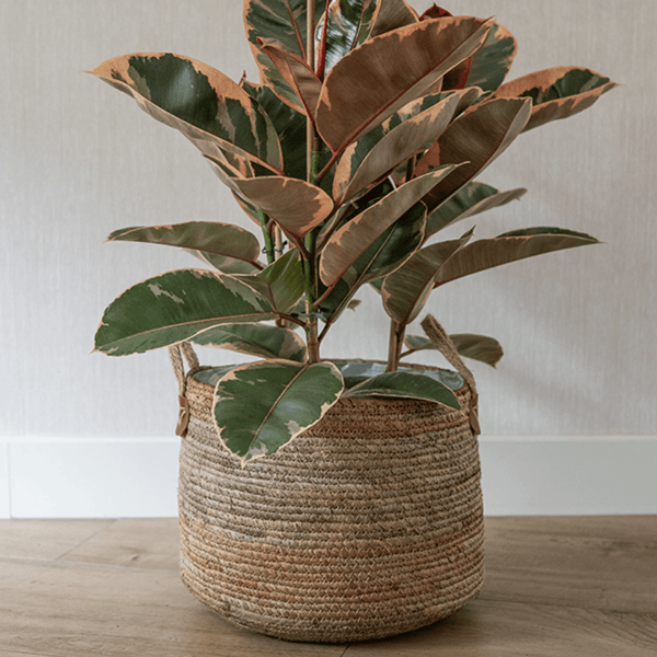 Mand Isla naturel kopen bij Green Bubble