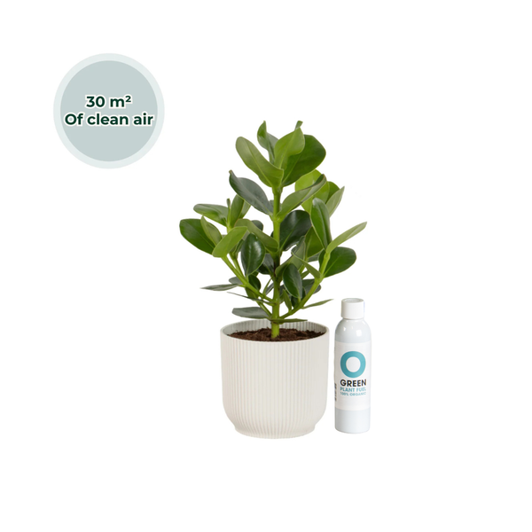 Ogreen - Champ dont pot Glacier