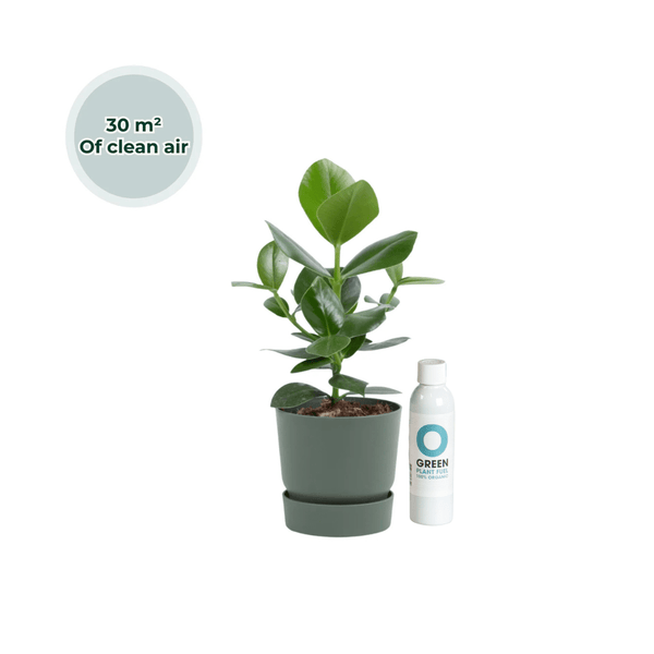 Ogreen - Champ inclusief pot Forest