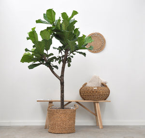 Ficus Lyrata tree XL - 170cm