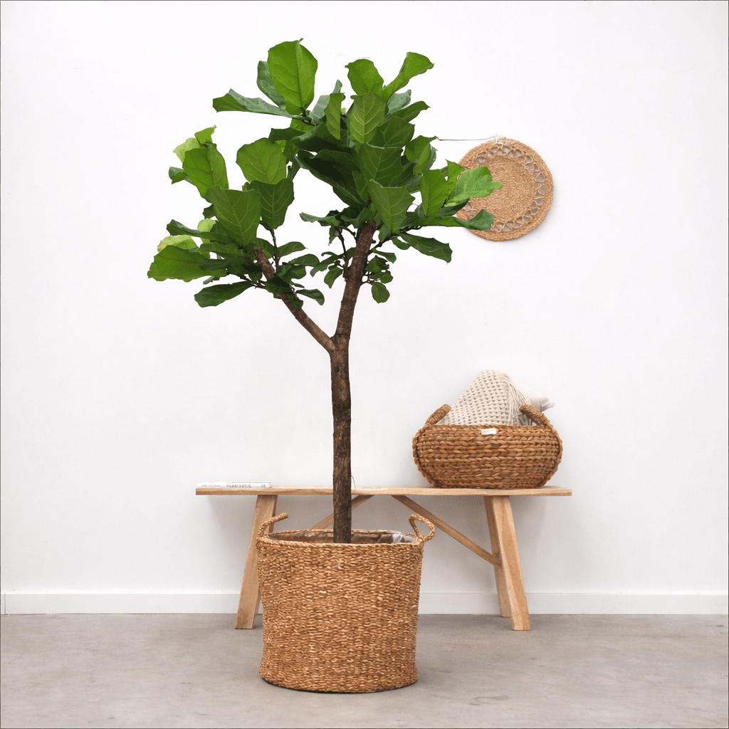 Ficus Lyrata boom XL | 180 cm