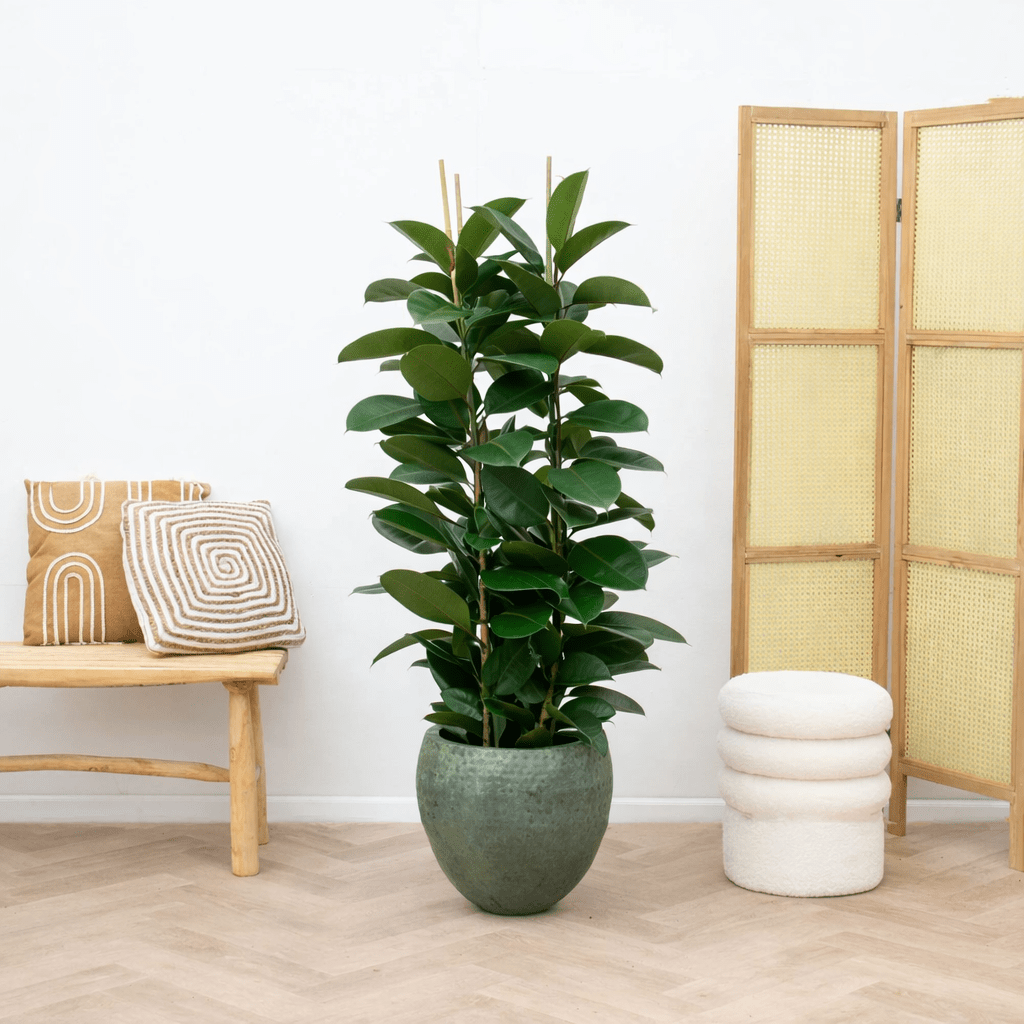 Ficus Elastica Robusta bush 140cm