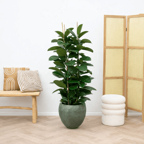 philodendron shangri la height Philodendron Shangri La Feel Green | 45cm