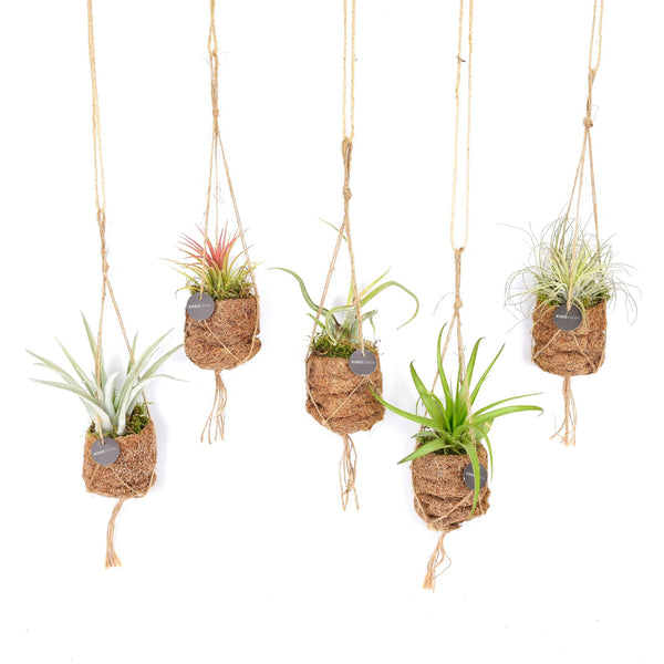 Mix Kokodama Tillandsia - 5 cm kopen bij Green Bubble