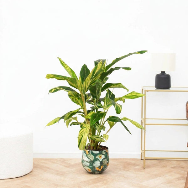 Alpinia variegata - 90cm