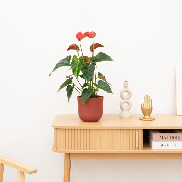Anthurium Andreanum red - 60 cm