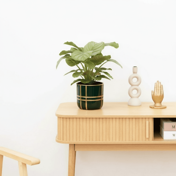 Bambino Calathea Orbifolia - 20cm