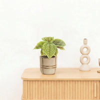 Bambino Pilea Moonvalley - 10 cm
