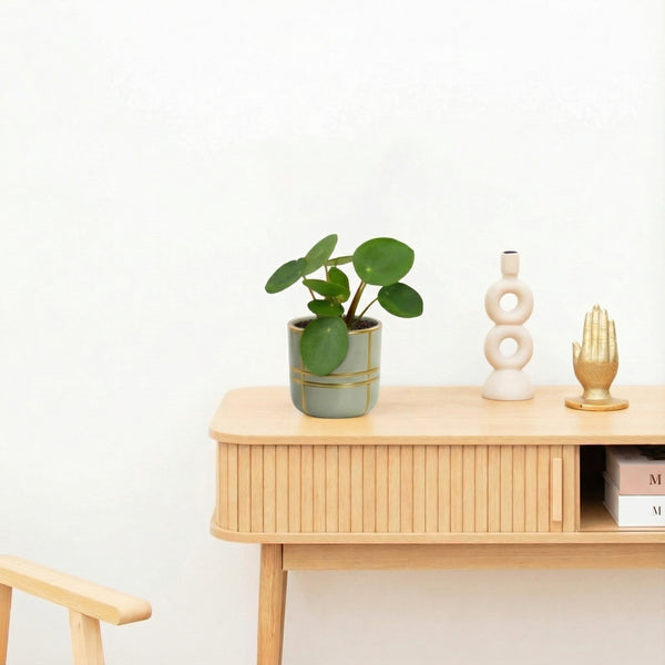 Bambino Pilea Peperomioides - 10cm