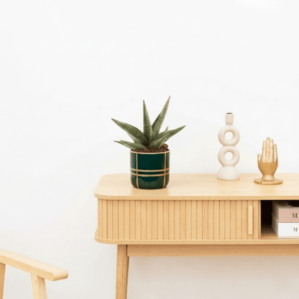 Bambino Sansevieria 'Helios Dwarf' - 20cm