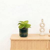 Bambino Tradescantia Sillamontana - 10cm