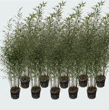 Product afbeelding 3