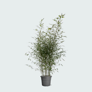 Fragesia bamboe - 220cm