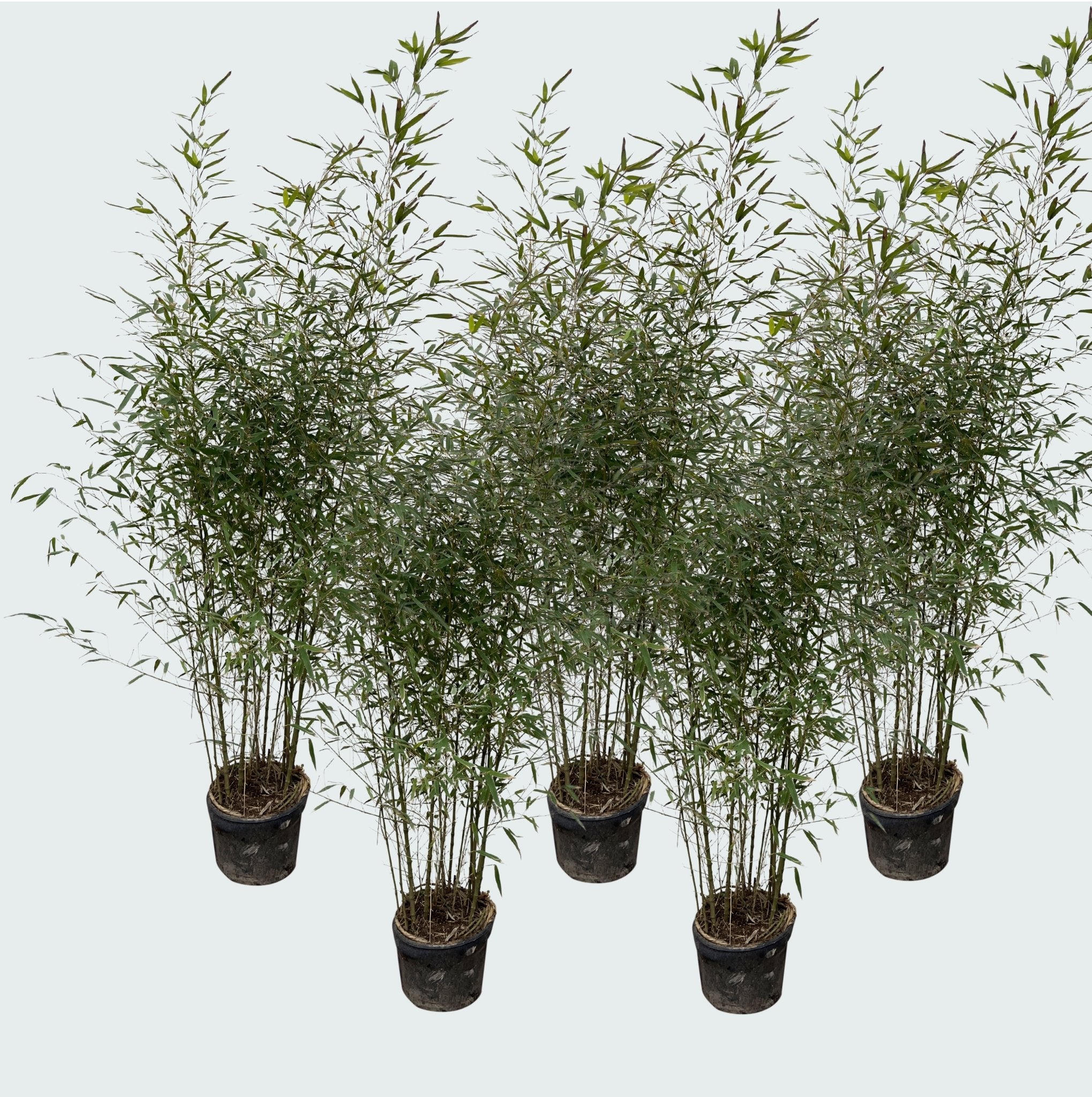 Bamboe5x.jpg?v=1741364792