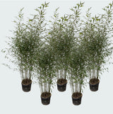 Product afbeelding 3