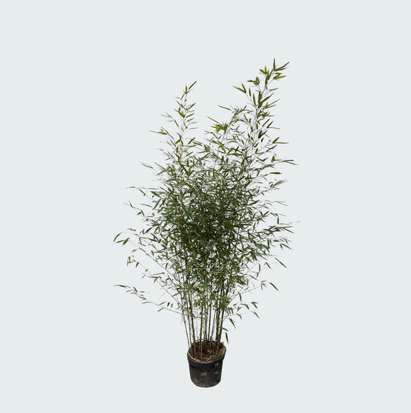 Fragesia bamboe - 220cm