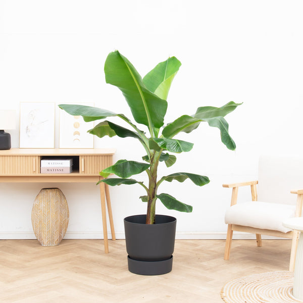 Bananenplant - 100cm kopen bij Green Bubble