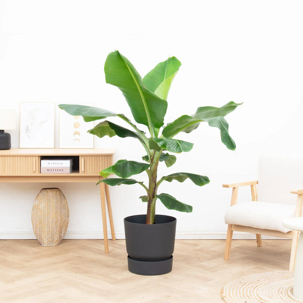 Banana plant (Musa) - 160cm kopen bij Green Bubble