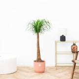 Product afbeelding 1