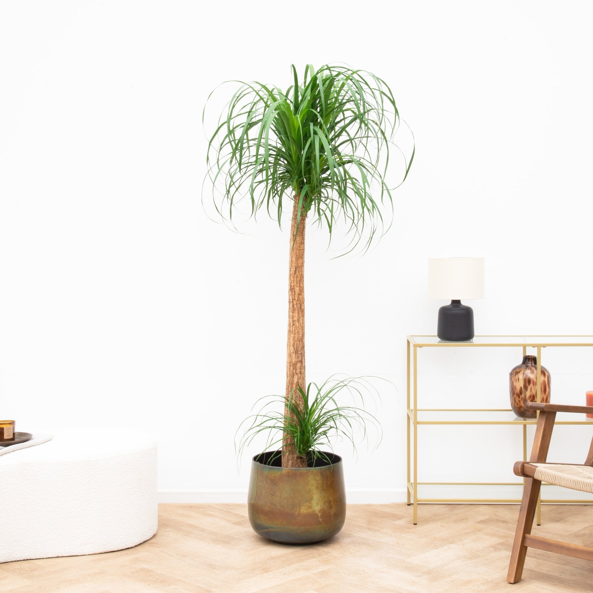 3er-Set Bogenhanf – Echte Zimmerpflanze Sansevieria, Ca. 45 Cm Hoch, Topf-Ø 14 Cm