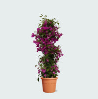 Bougainvillea Pyramide - 90cm